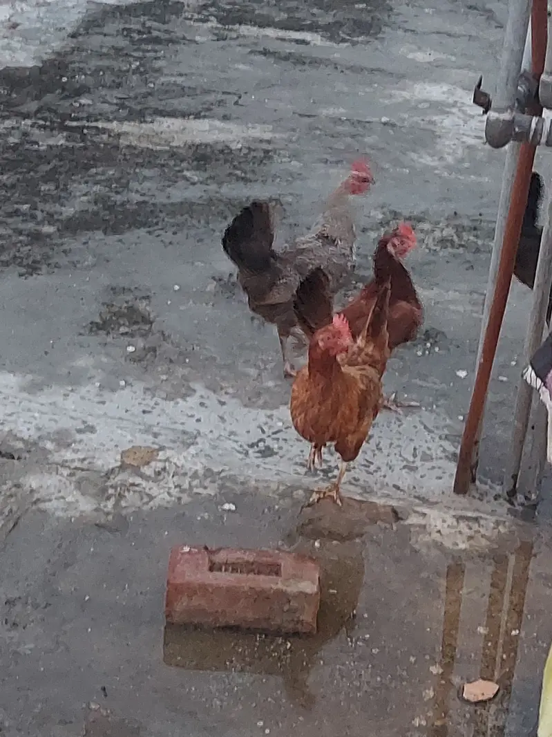 4 desi hens forsale — photo 5