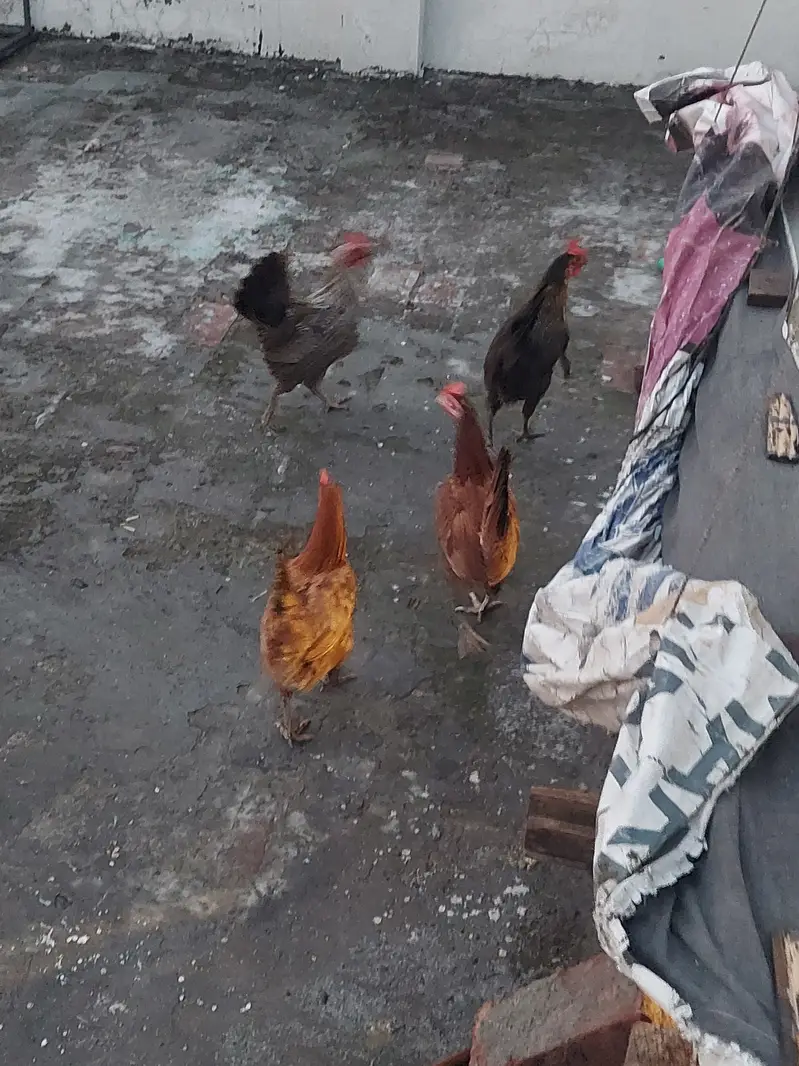 4 desi hens forsale — photo 6