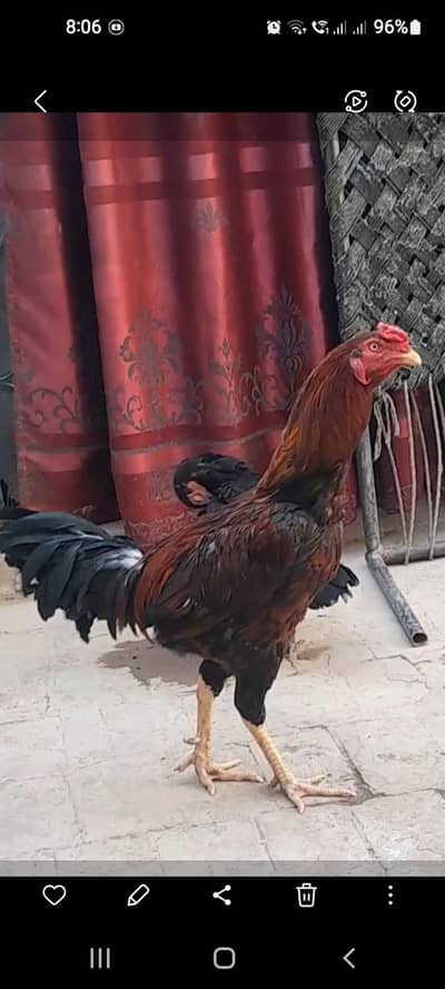 aseel murga or murgiyan