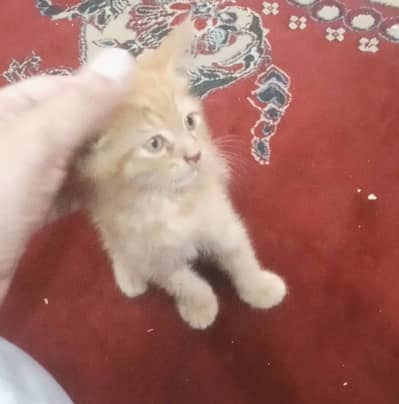 Around one month Persian brown trained kitten