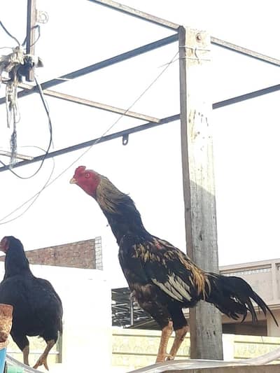 female  and male hens for sale
