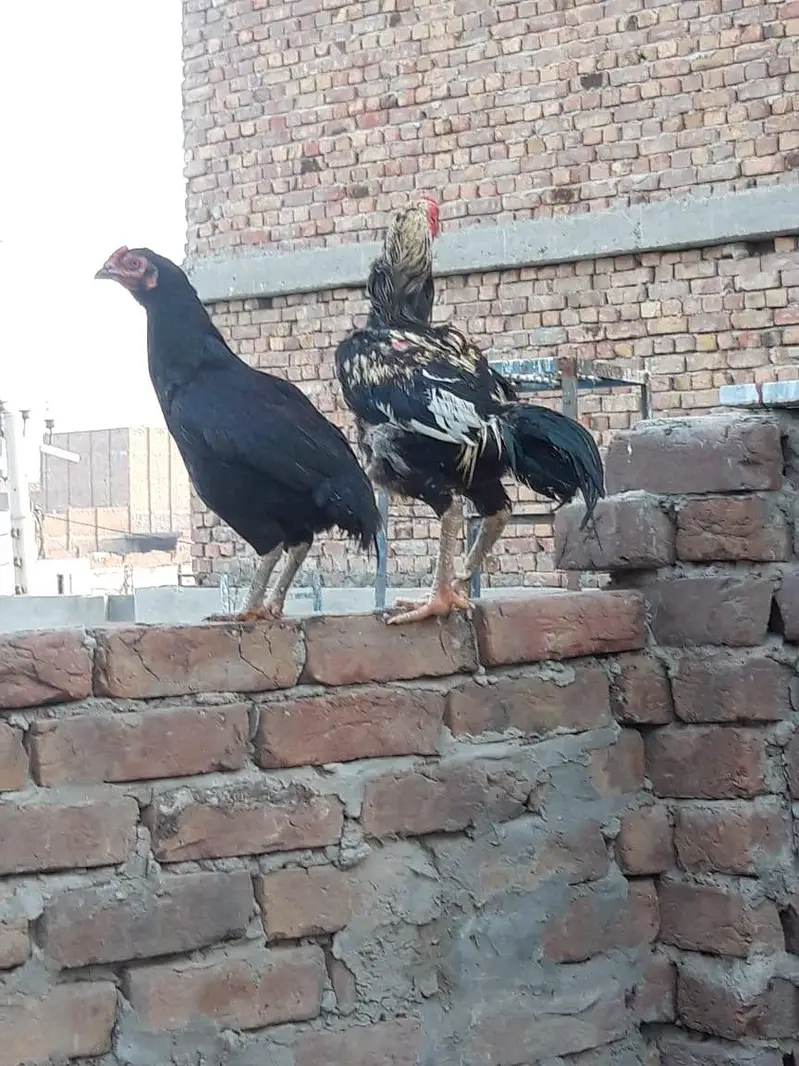 female  and male hens for sale — photo 2