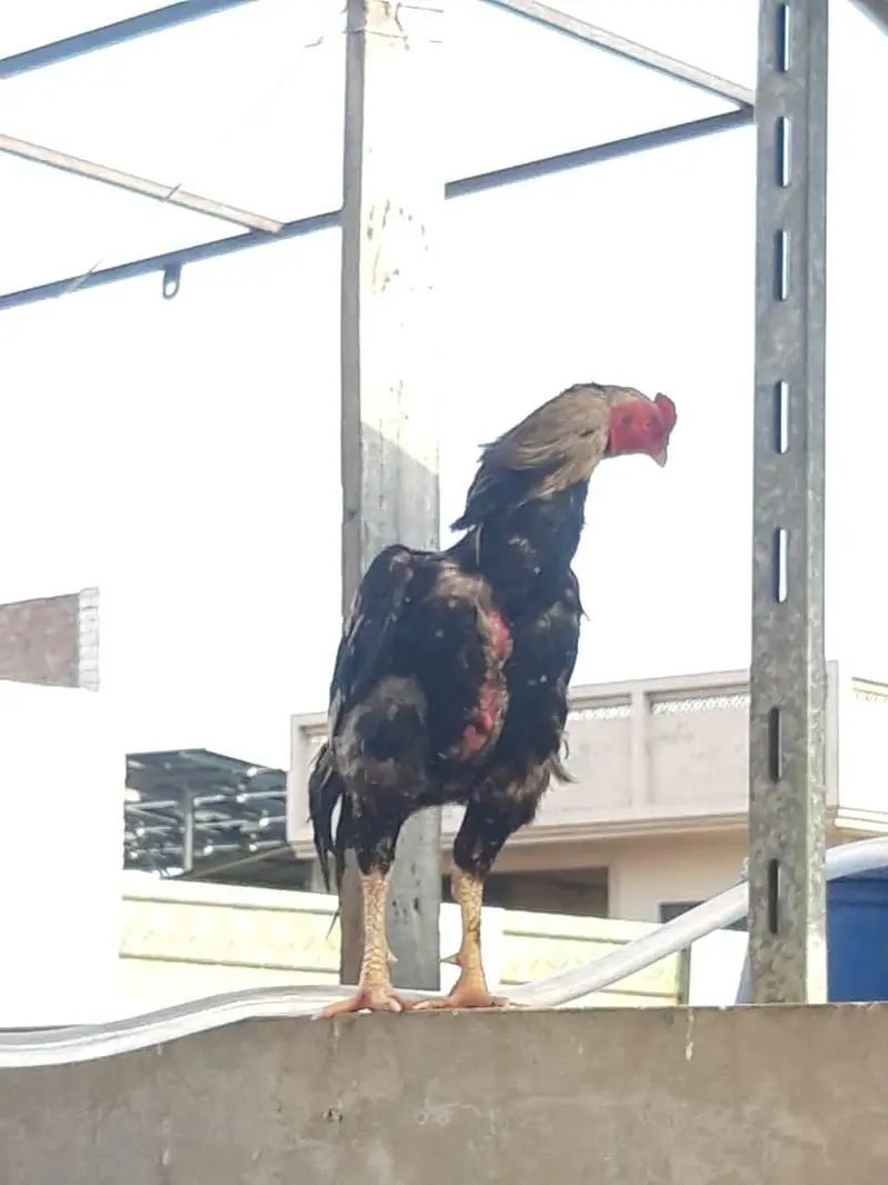 female  and male hens for sale — photo 3