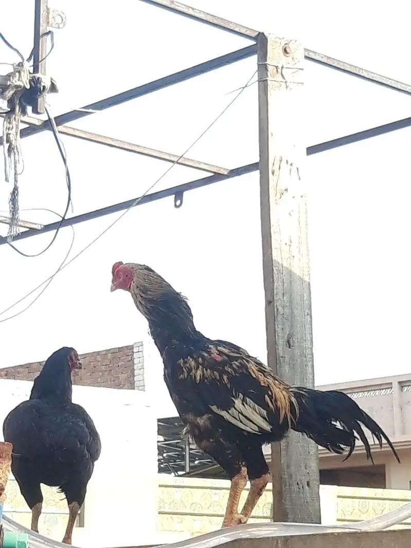 female  and male hens for sale — photo 4