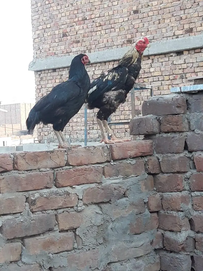 female  and male hens for sale — photo 5
