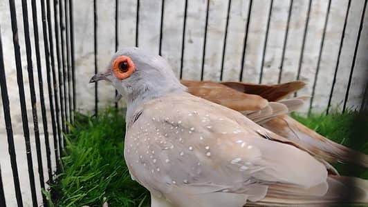 Red Dove Breeder pair, Top Quality