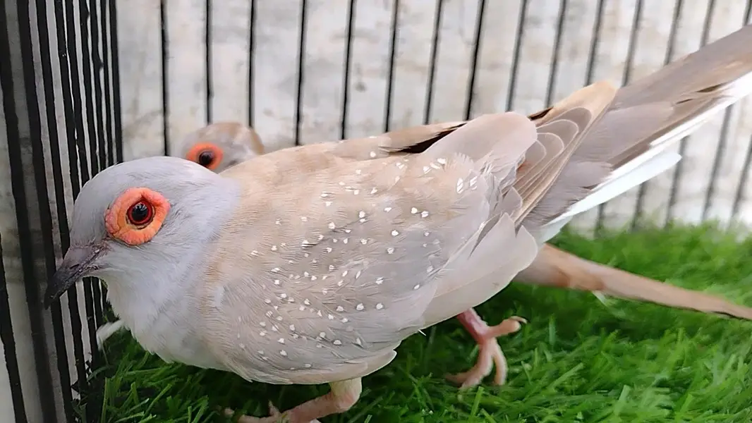 Red Dove Breeder pair, Top Quality — photo 3