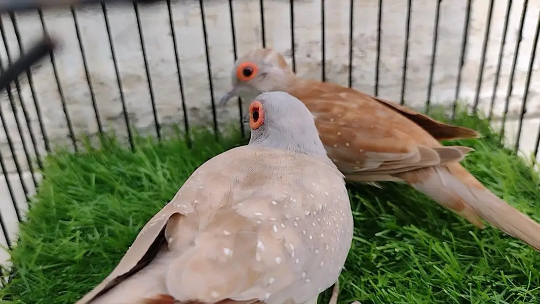 Red Dove Breeder pair, Top Quality — photo 4