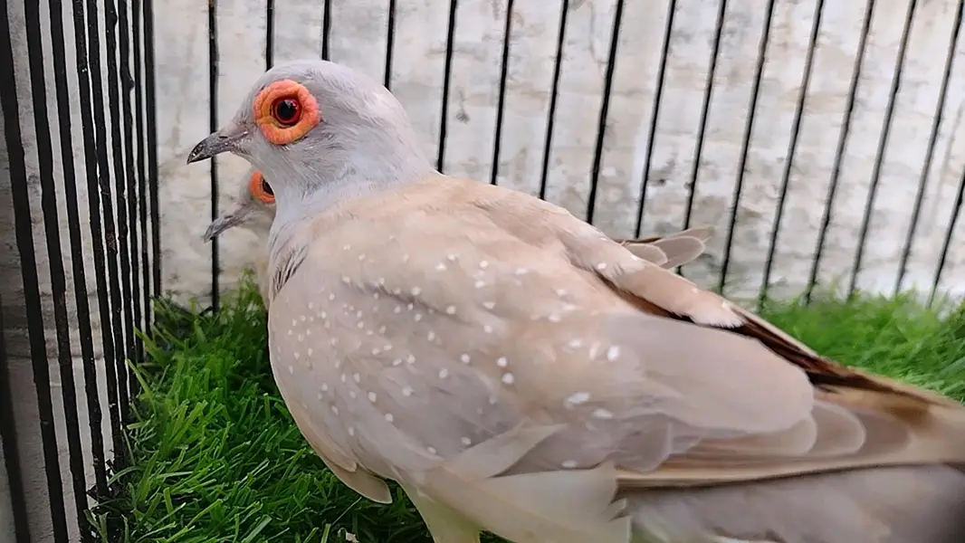 Red Dove Breeder pair, Top Quality — photo 5