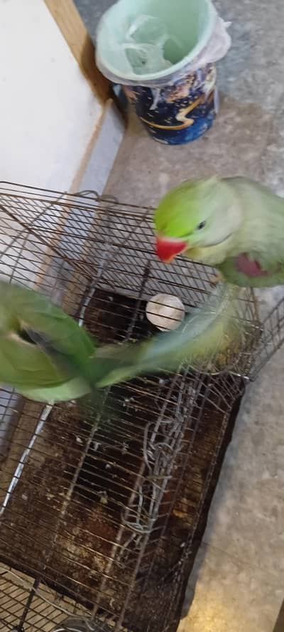 Raw parrots pair for sale