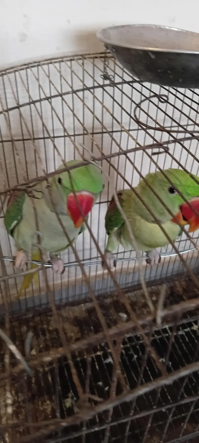 Raw parrots pair for sale — photo 2