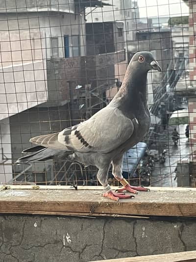 qasid pigeons