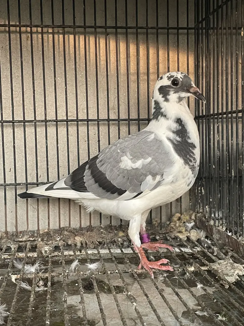 qasid pigeons — photo 2