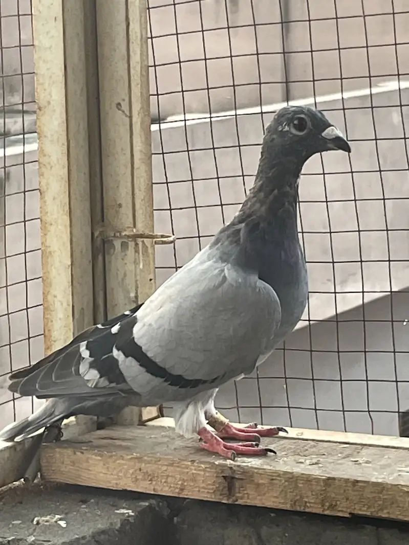 qasid pigeons — photo 3