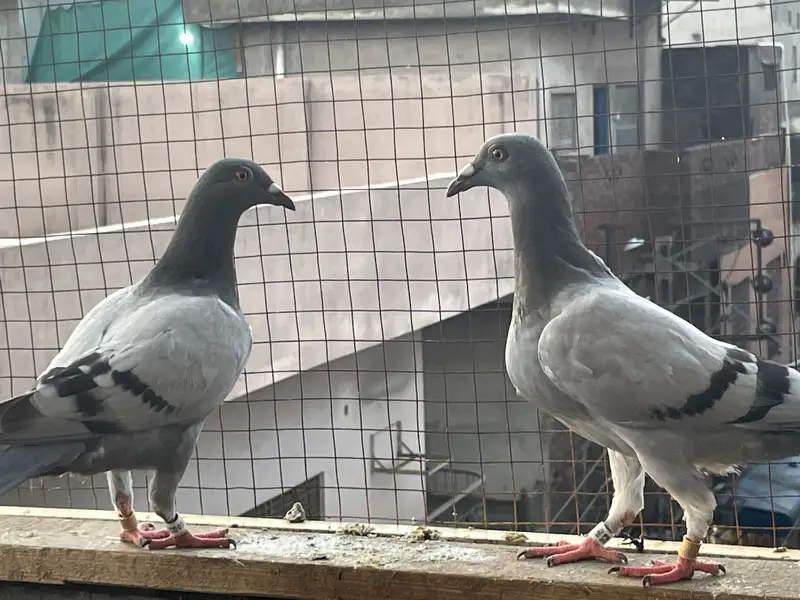 qasid pigeons — photo 4