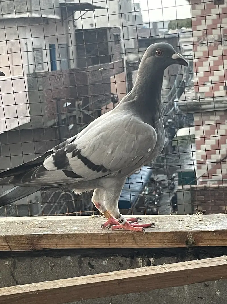 qasid pigeons — photo 5