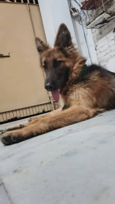 GSD young male