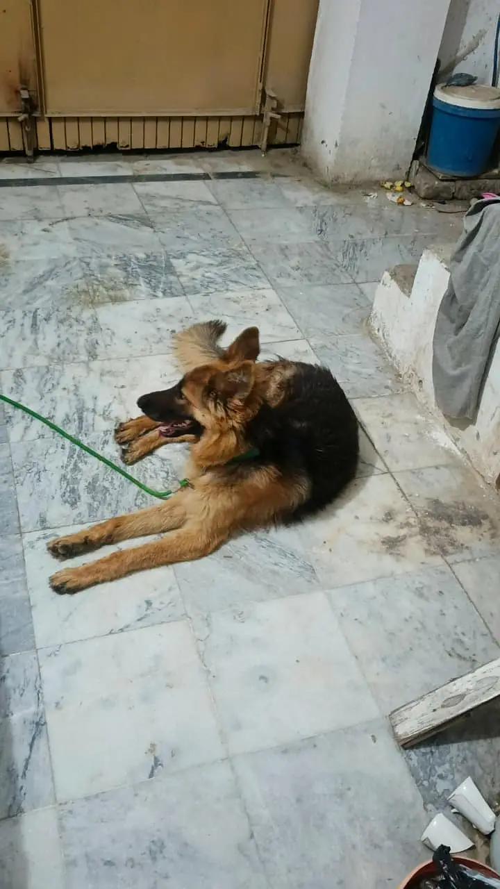 GSD young male — photo 2