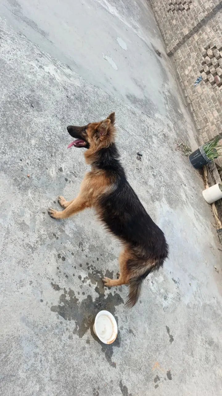 GSD young male — photo 3