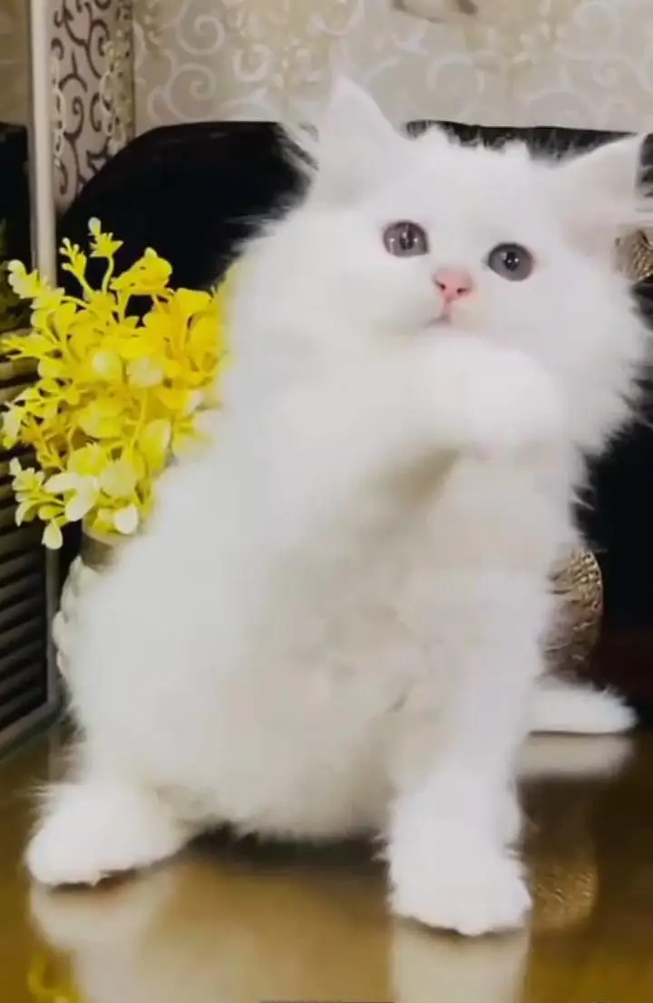 Persian kitten triple quote for sale my WhatsApp03483362563 — photo 3