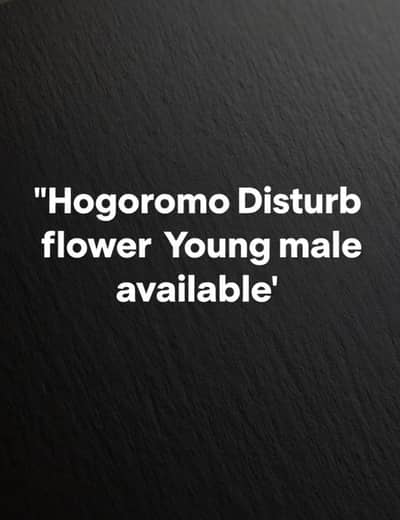 Lotino Hogo Male "Black eyes"