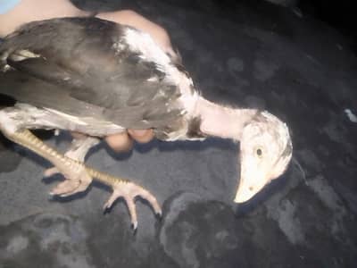 seel chuzay urgent for sale 8 chuzy hain 1 chuza 2k ka ha