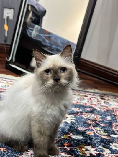 Himalayan blue eyes cats for sale