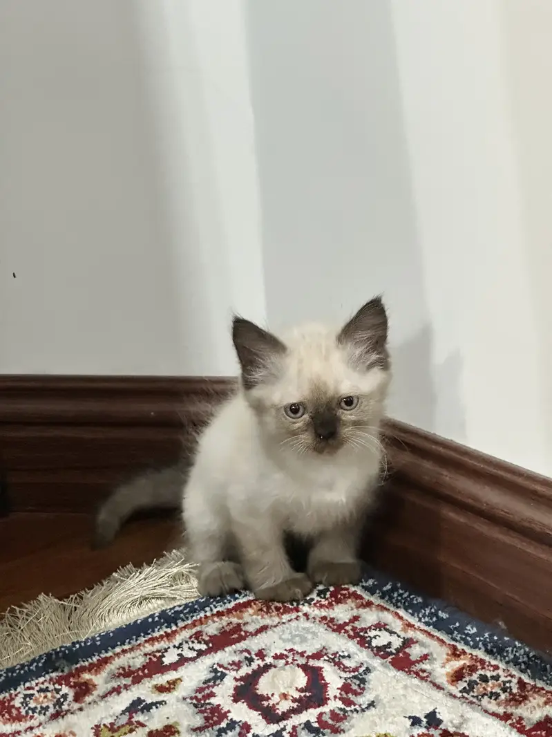 Himalayan blue eyes cats for sale — photo 2