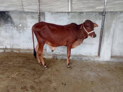 Shiwal male