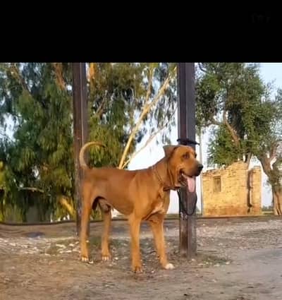 bully man double body for sale