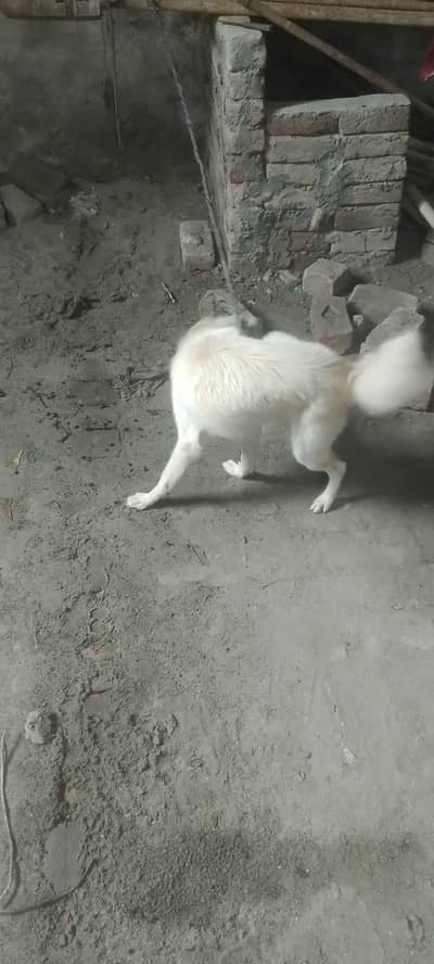 Russian dog for sale