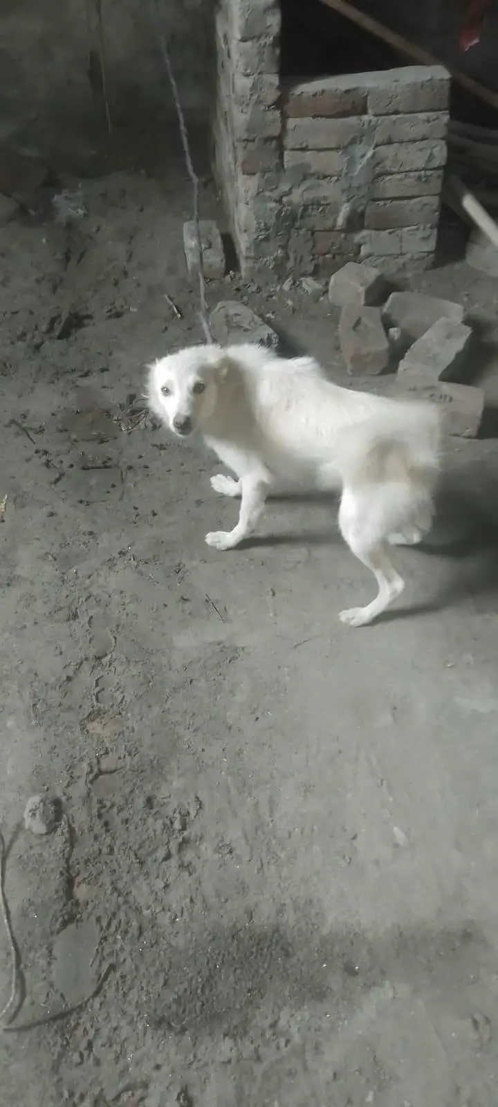 Russian dog for sale — photo 2