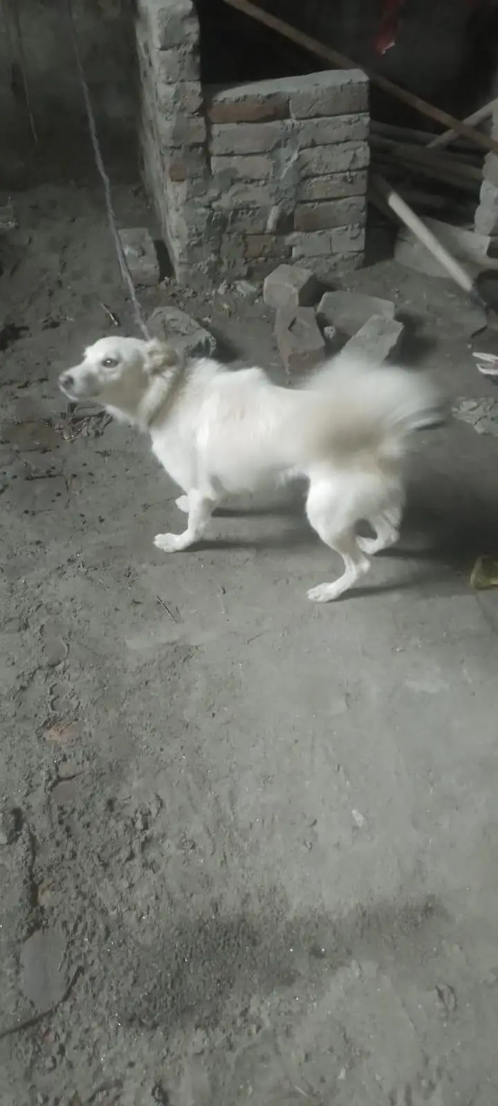 Russian dog for sale — photo 3