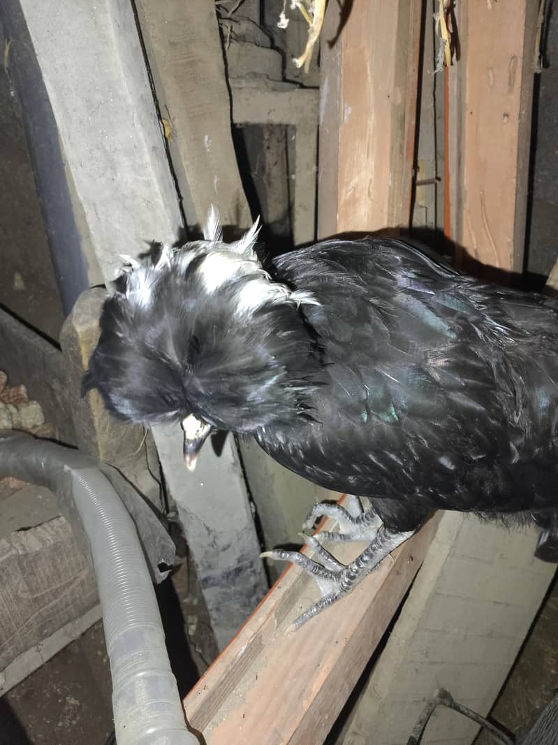 fancy chicken 0