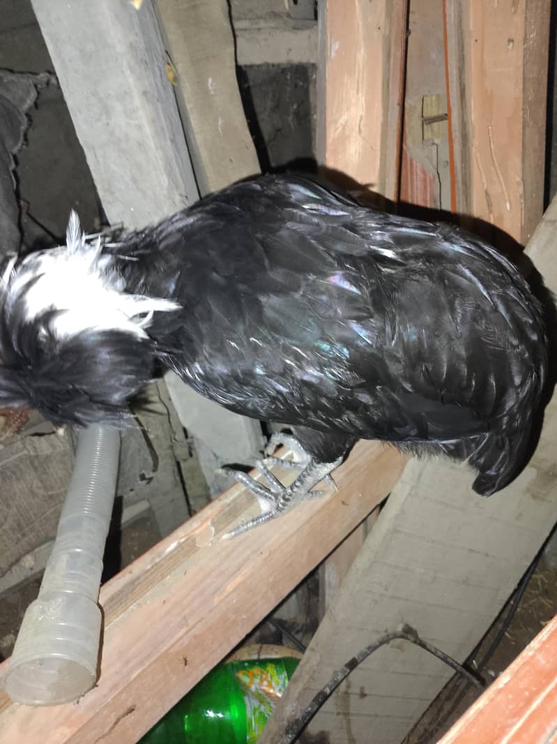 fancy chicken 2