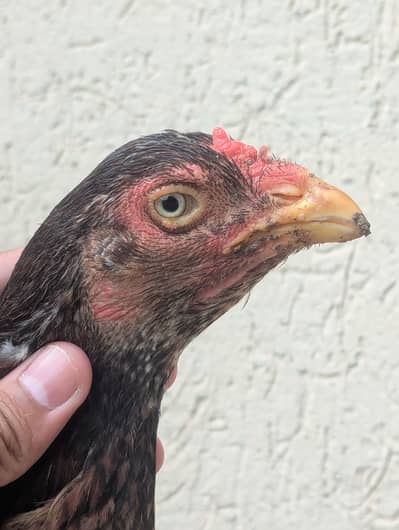 Puer granted bird