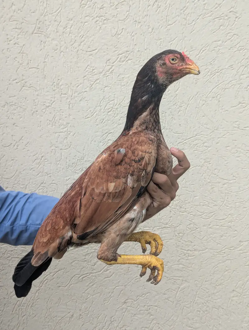 Puer granted bird — photo 2