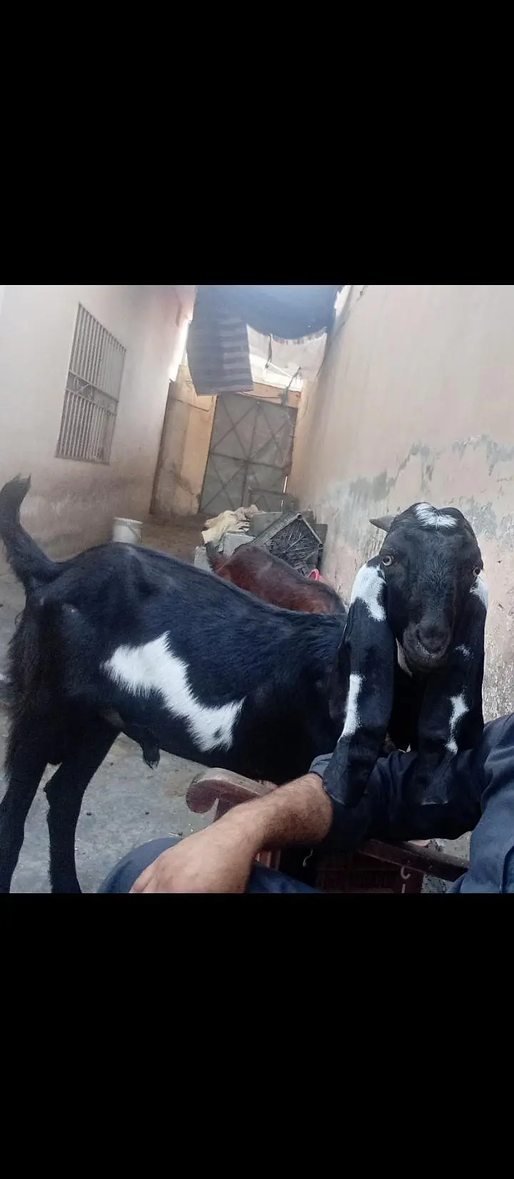 jora Bakra bakroti khera nasli nagra — photo 2