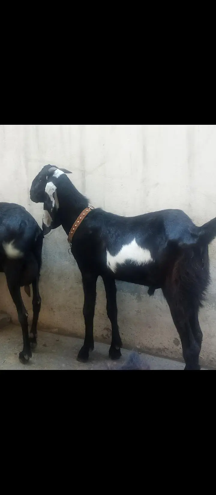 jora Bakra bakroti khera nasli nagra — photo 3