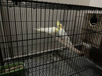 Cocktail parrots for sale
