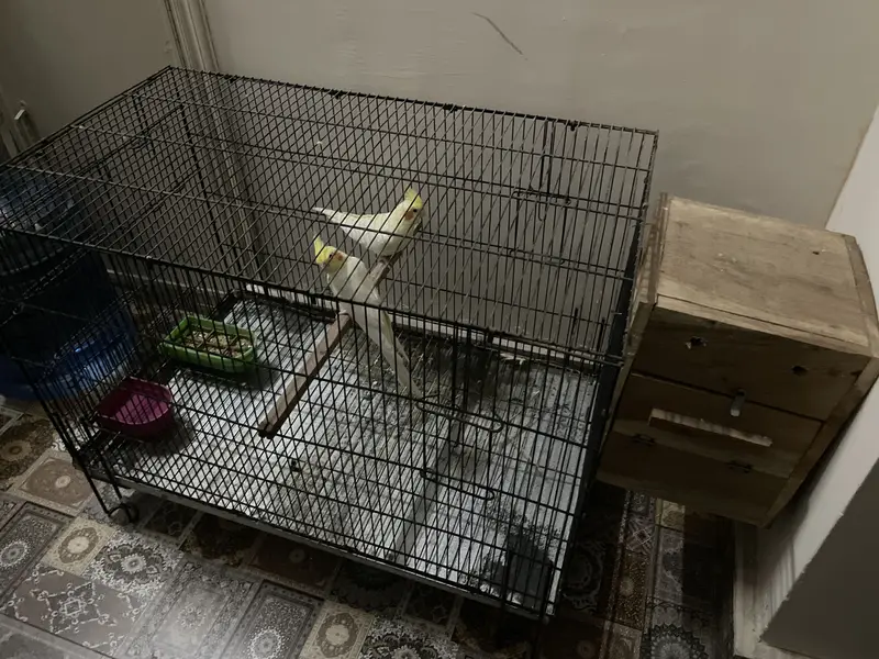 Cocktail parrots for sale — photo 3