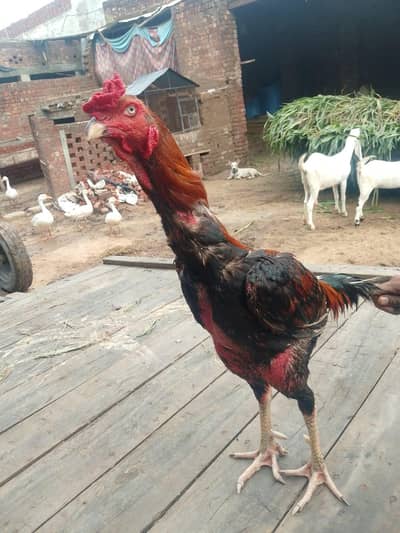 male Pakistani