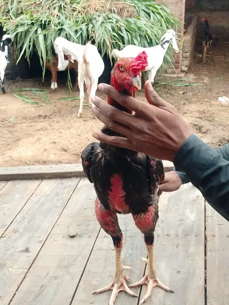 male Pakistani — photo 2