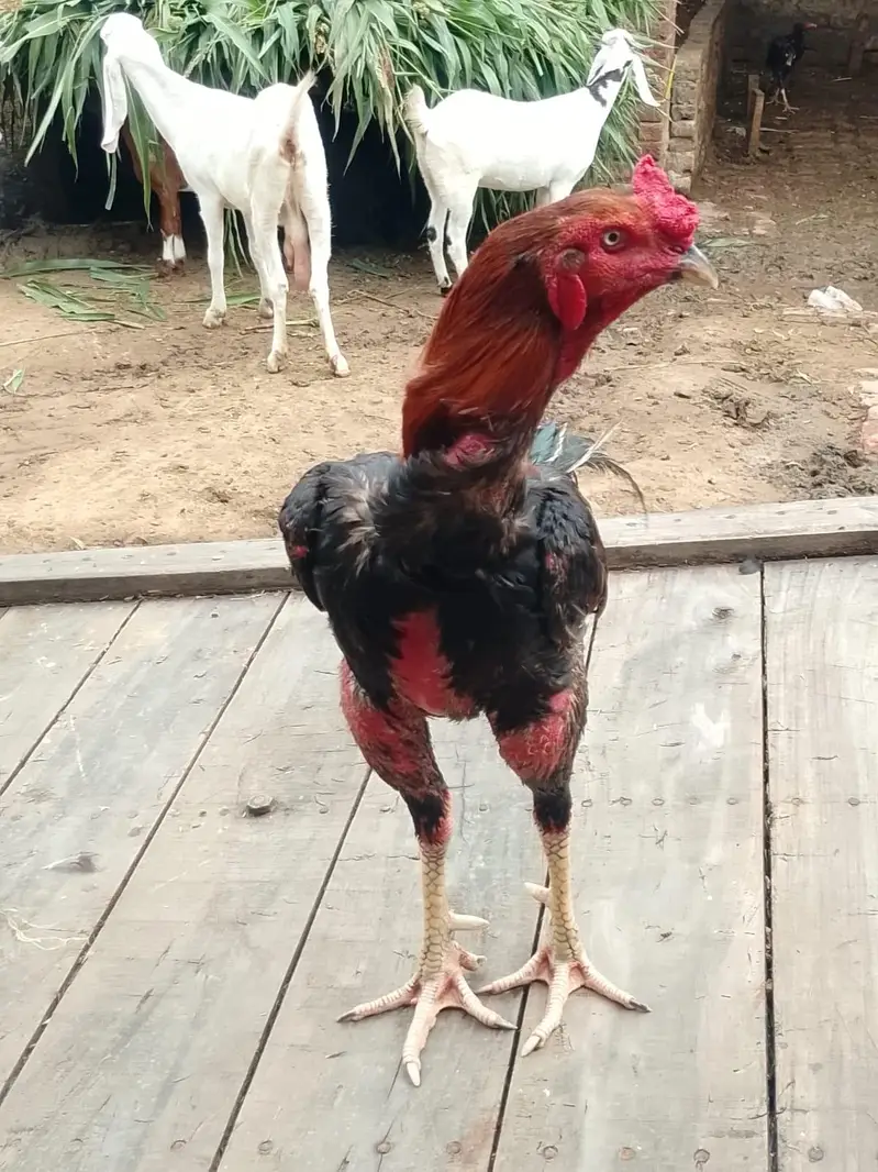male Pakistani — photo 3