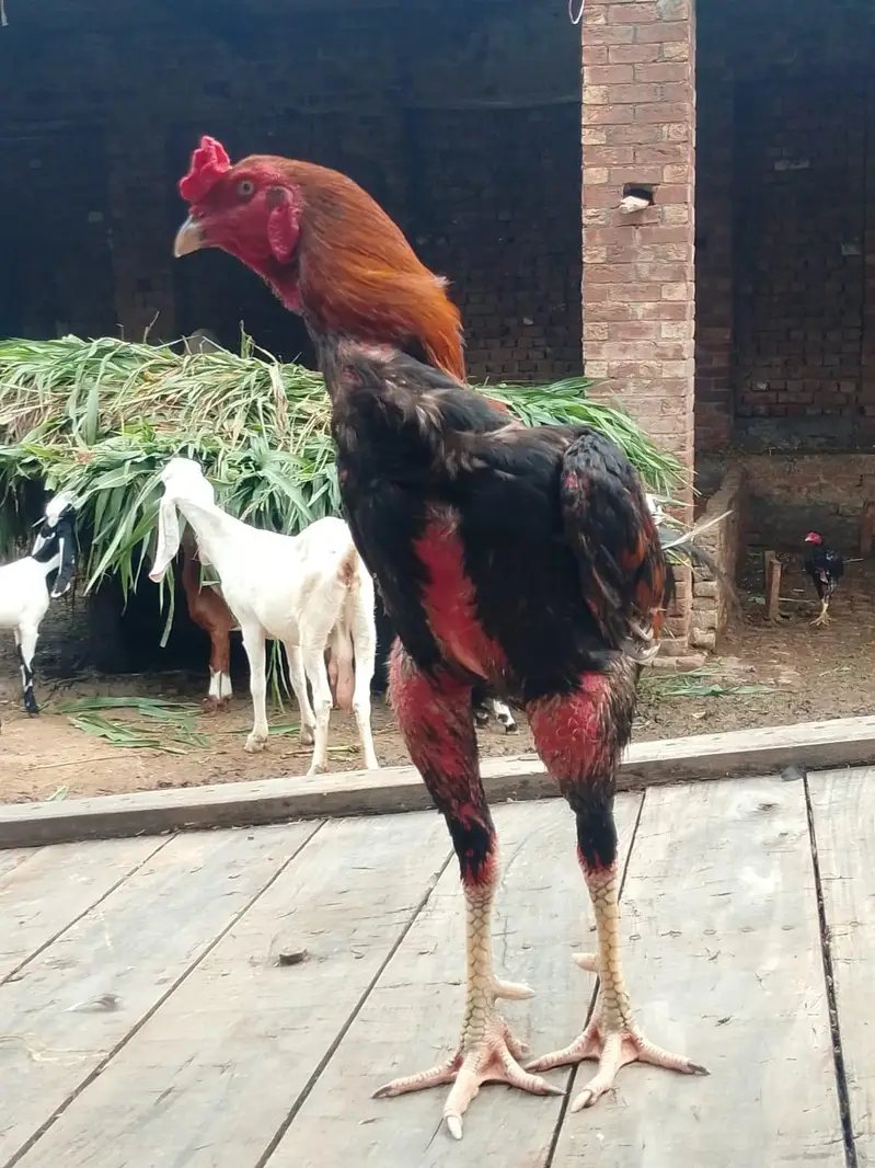 male Pakistani — photo 4