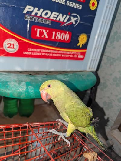 Green Parrot