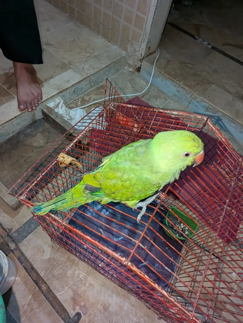 Green Parrot — photo 2