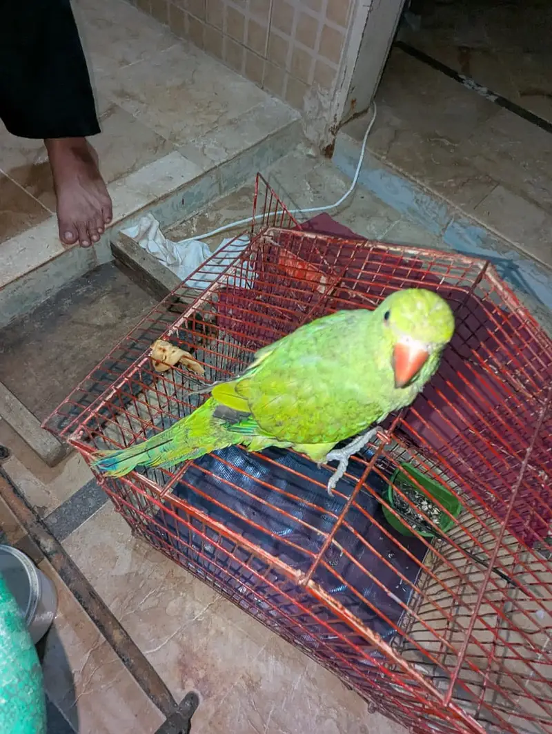 Green Parrot — photo 3