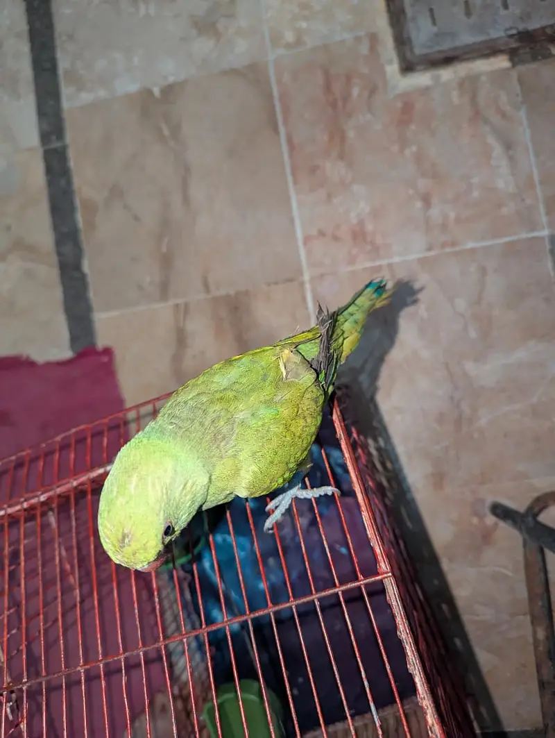 Green Parrot — photo 4