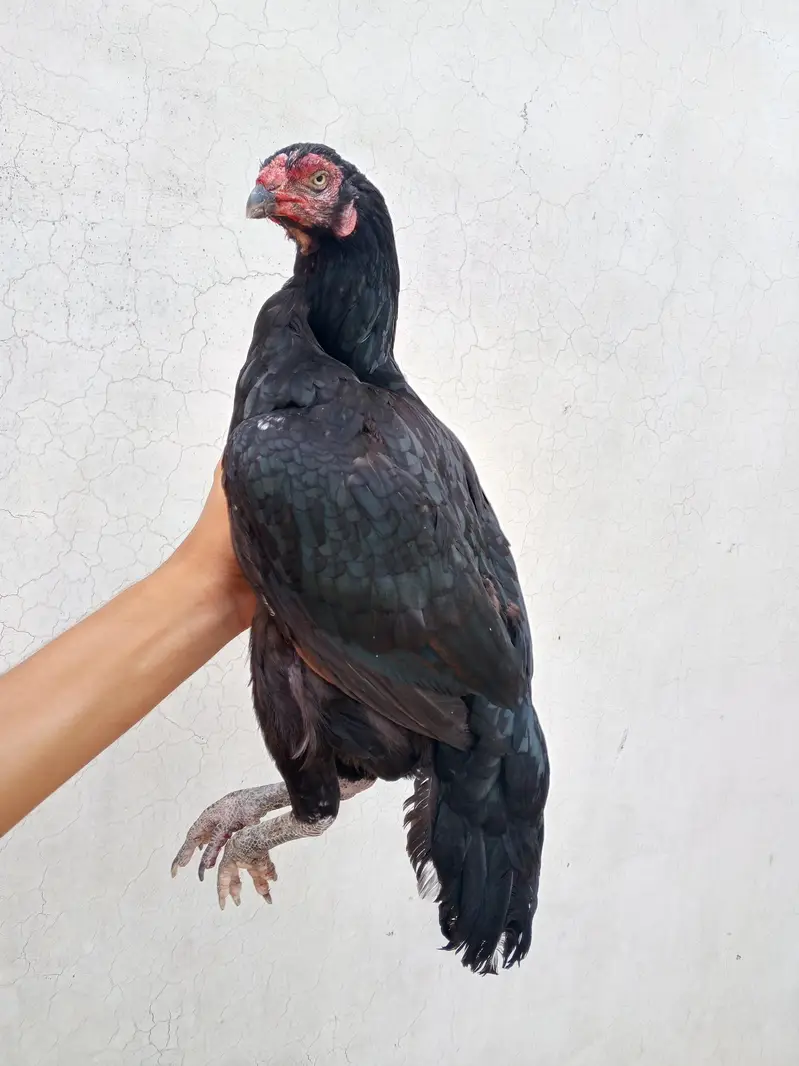 High quality miawali mushki lasani breeder female — photo 2